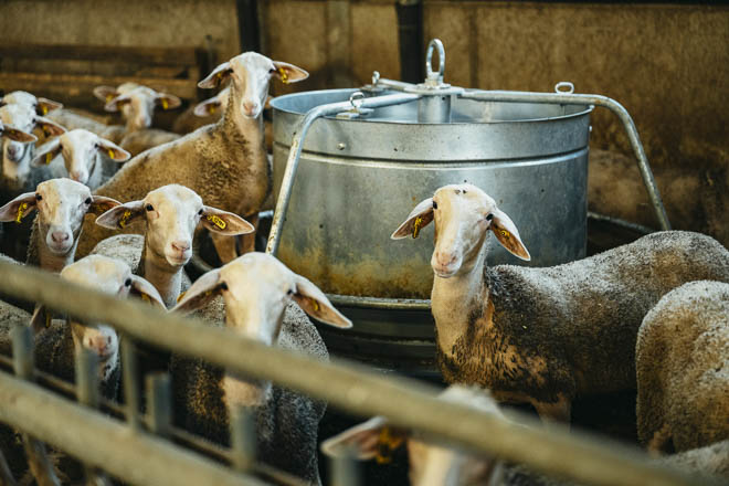 Dorper sheep bred by the Dorper Association